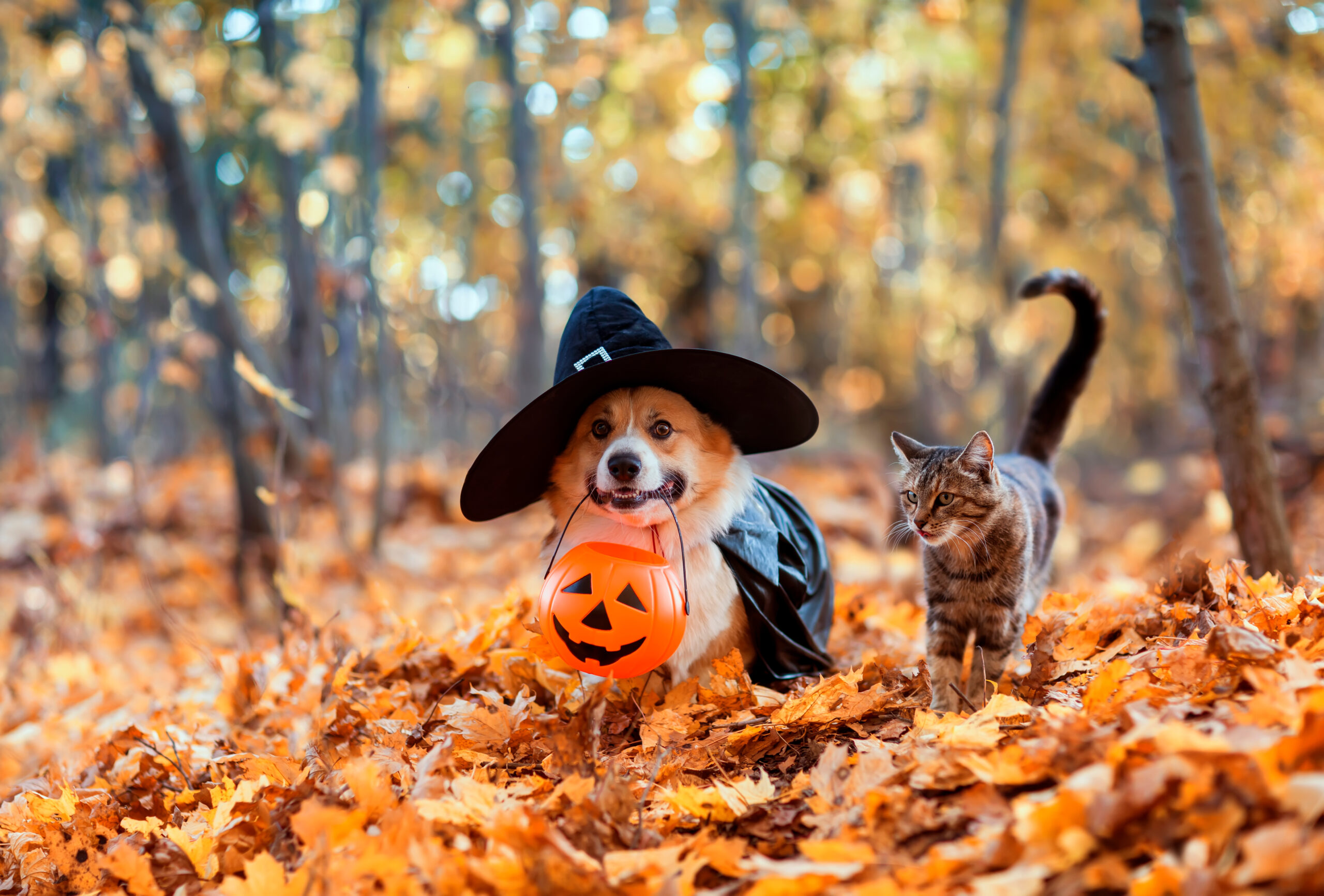 cute corgi dog in fancy black hat and striped cat sitting in autumn park with pumpkin for halloween