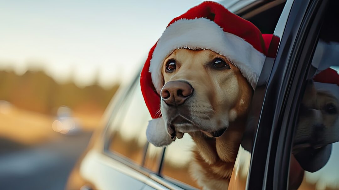 
Labrador in Santa hat looks out of car window