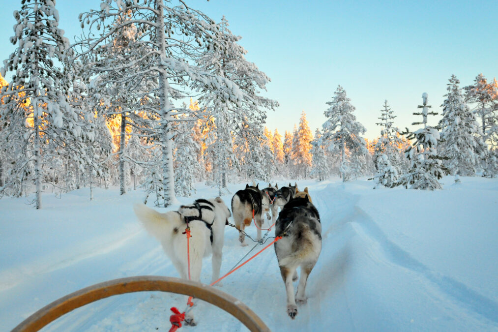 Huskey Sleighs